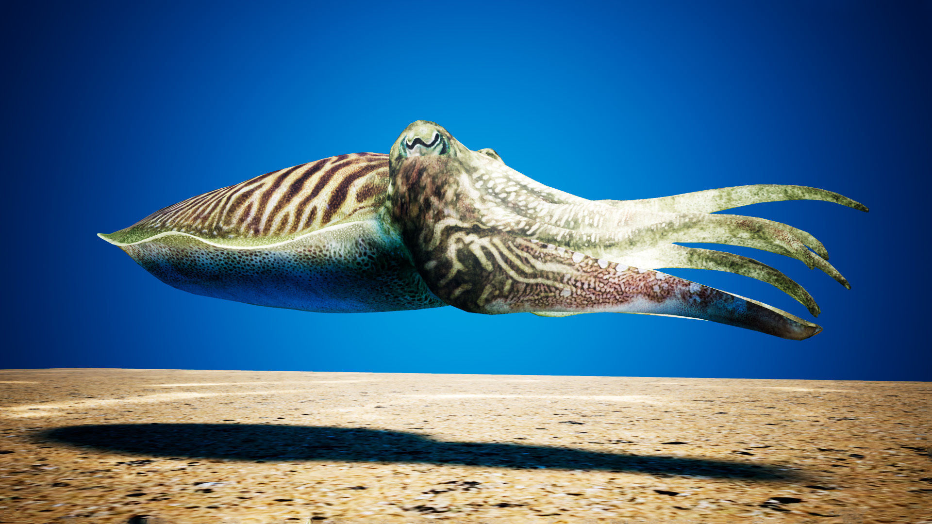 Cuttlefish Camouflage for UE4 and 3DS Octane Low-poly 3D model_4