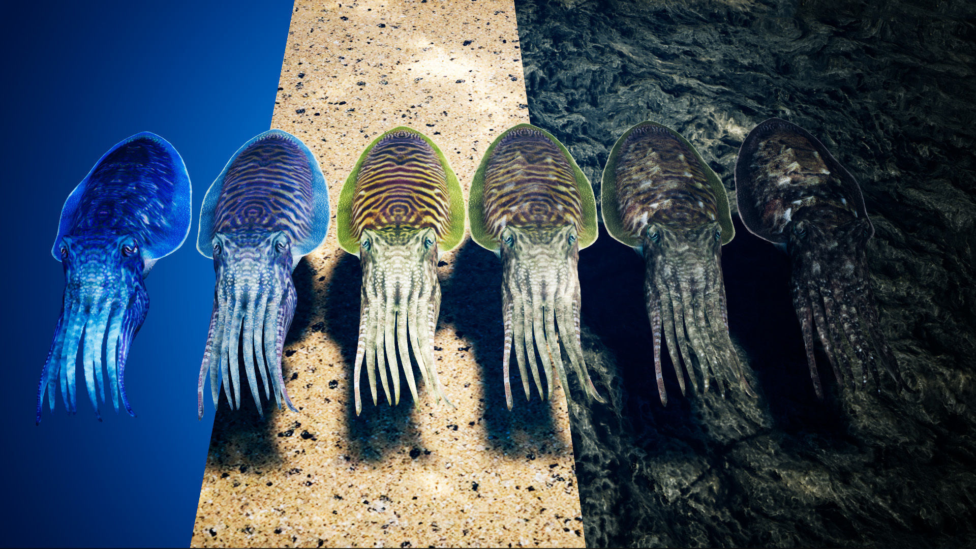 Cuttlefish Camouflage for UE4 and 3DS Octane Low-poly 3D model_6