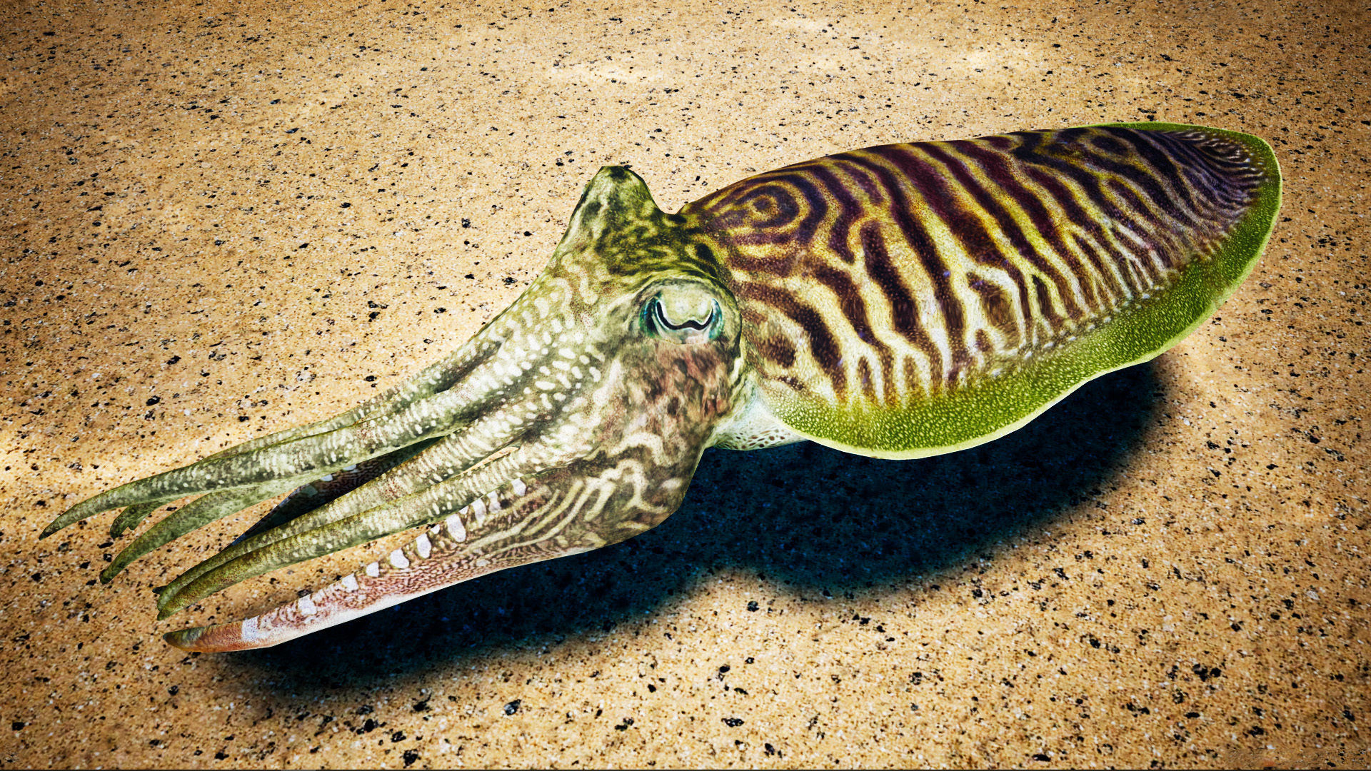 Cuttlefish Camouflage for UE4 and 3DS Octane Low-poly 3D model_8