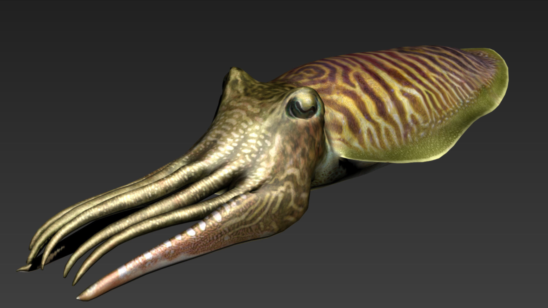 Cuttlefish Camouflage for UE4 and 3DS Octane Low-poly 3D model_13