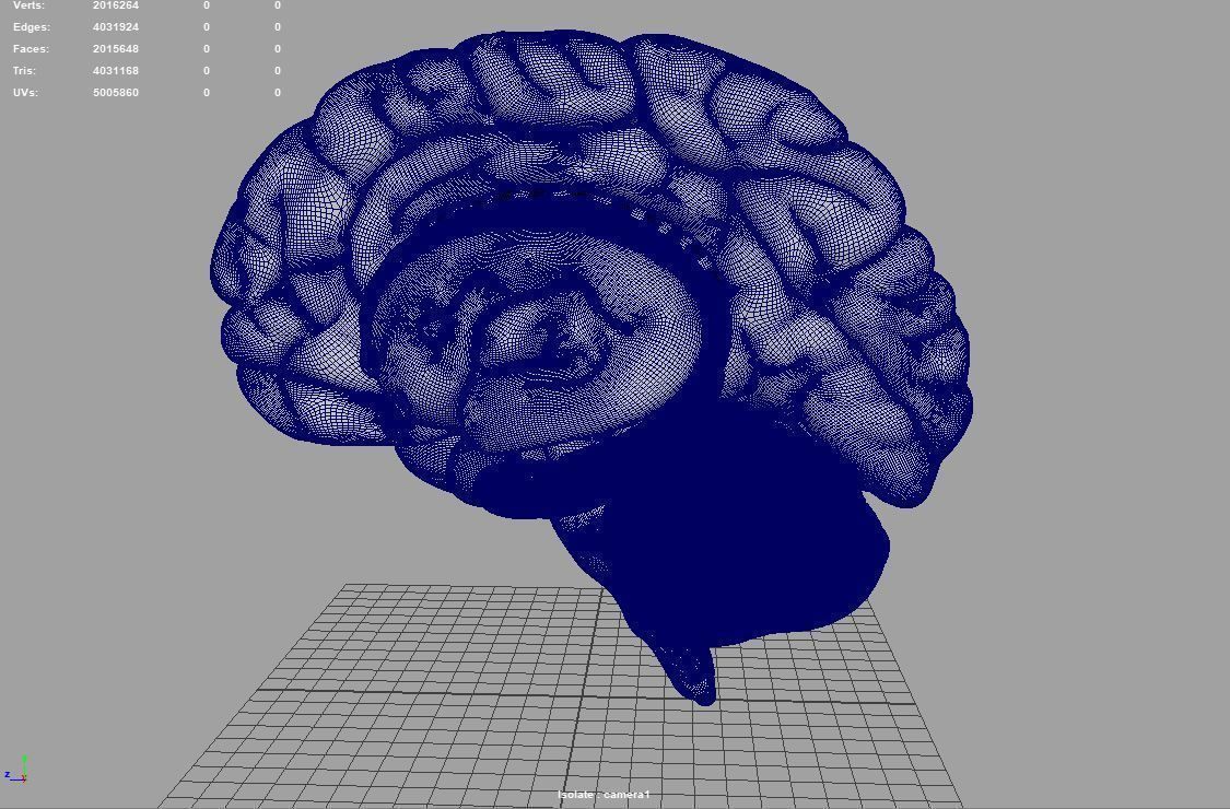 Brain human 3D model_15