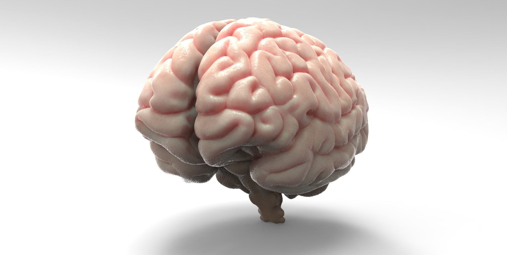 Brain human 3D model_1