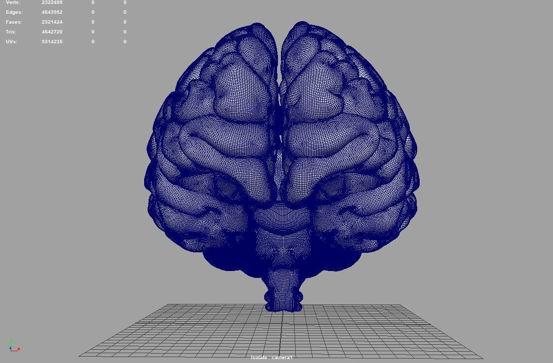 Brain human 3D model_11