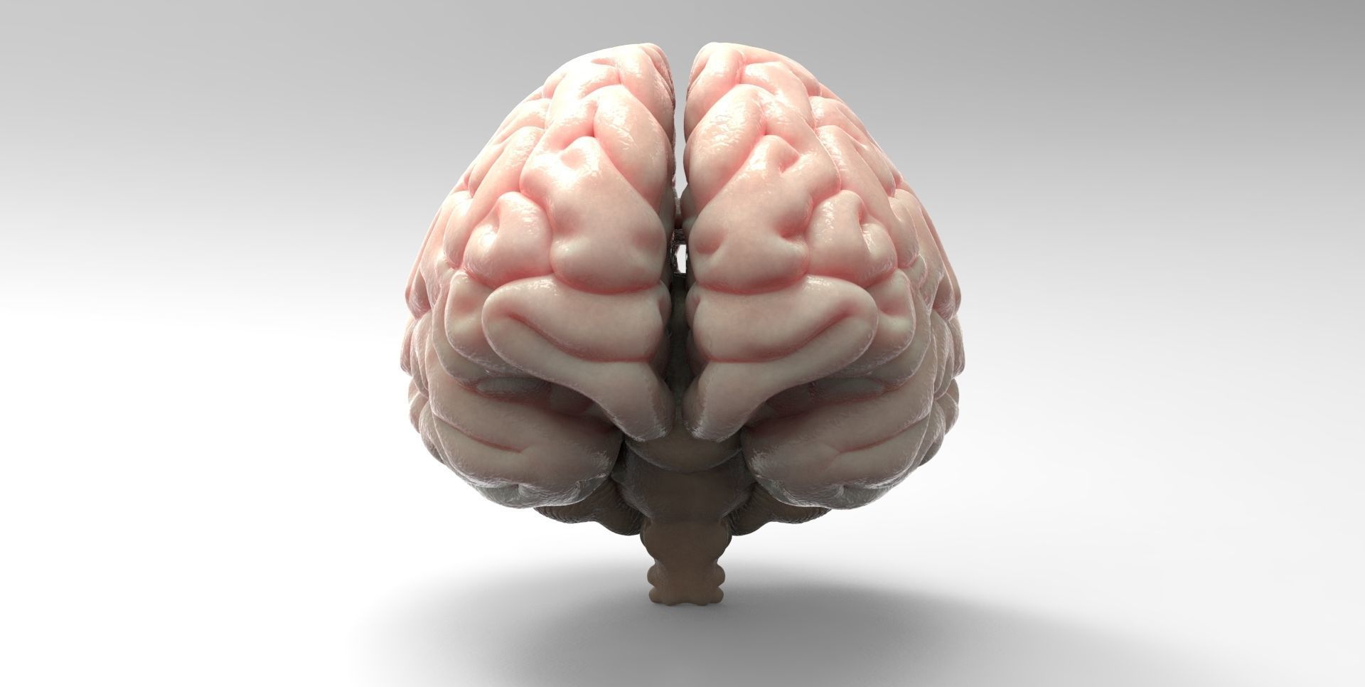 Brain human 3D model_2