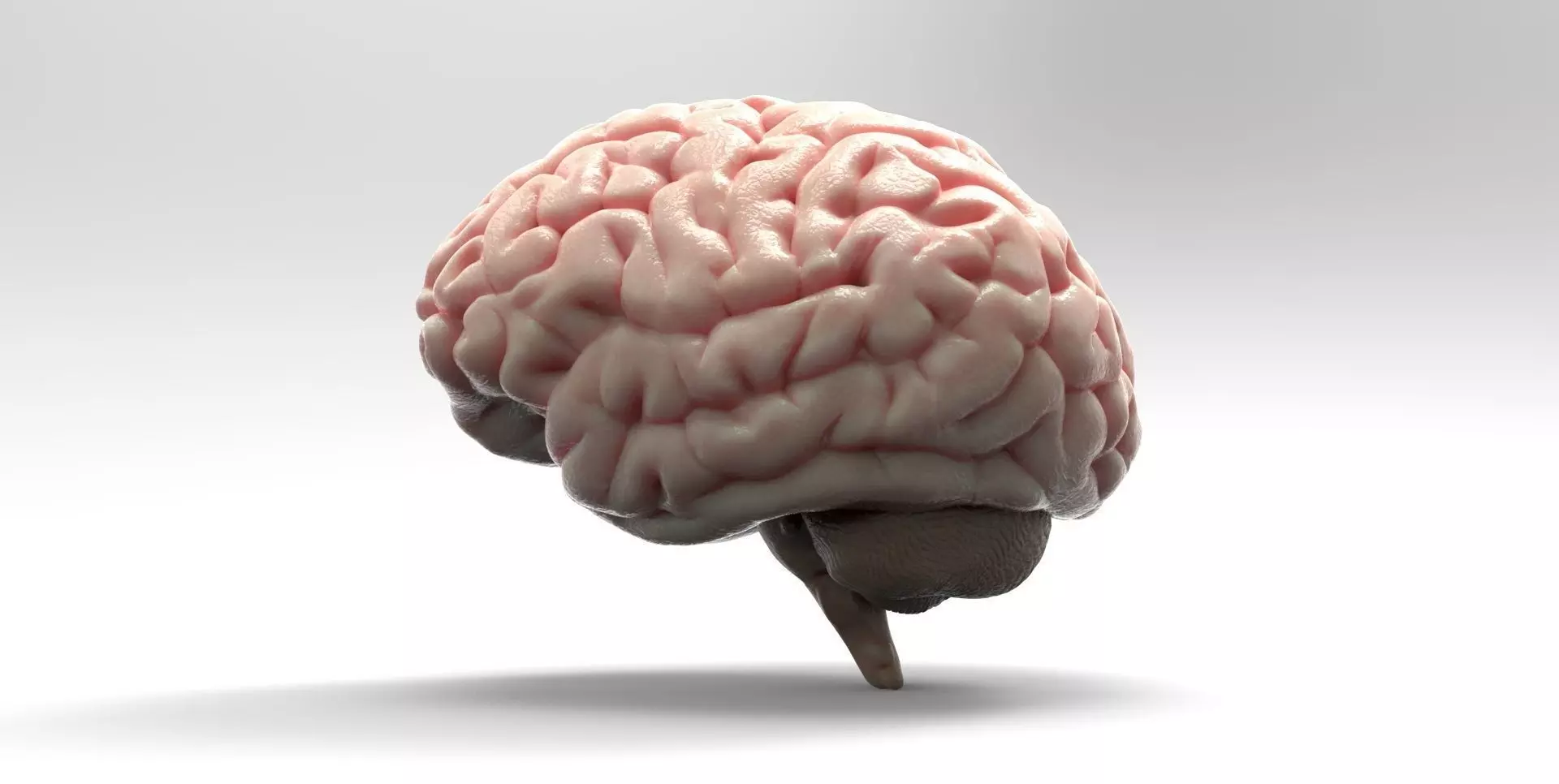 Brain human 3D model_0