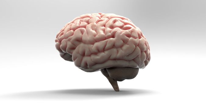 Brain human 3D model