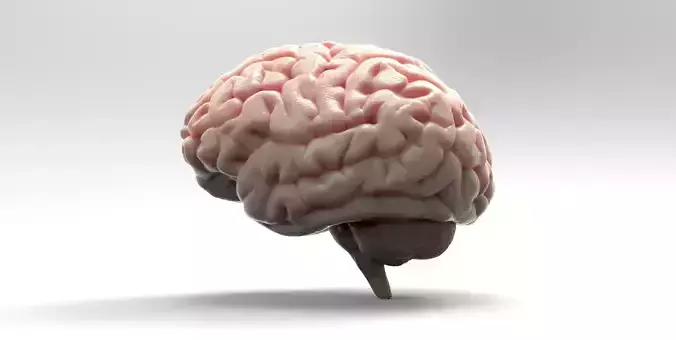 Brain human 3D model