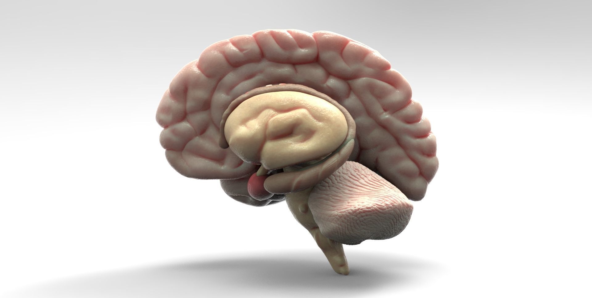 Brain human 3D model_3