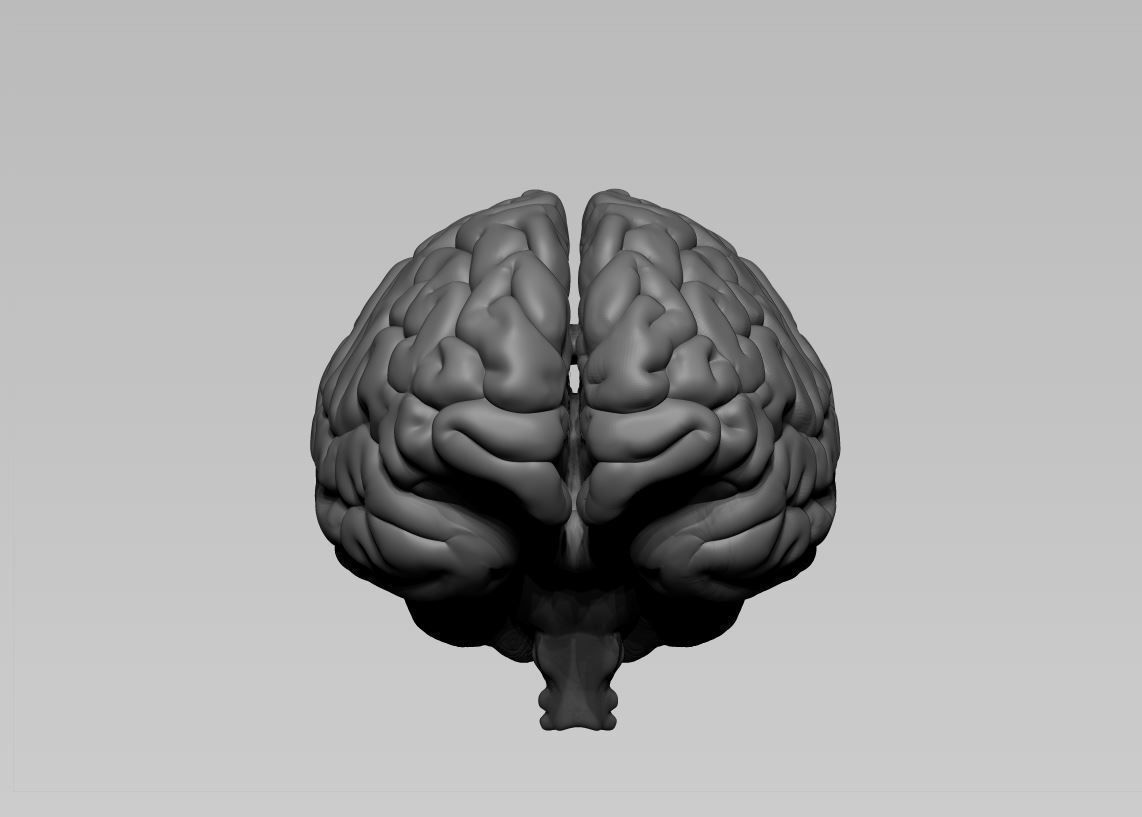 Brain human 3D model_8