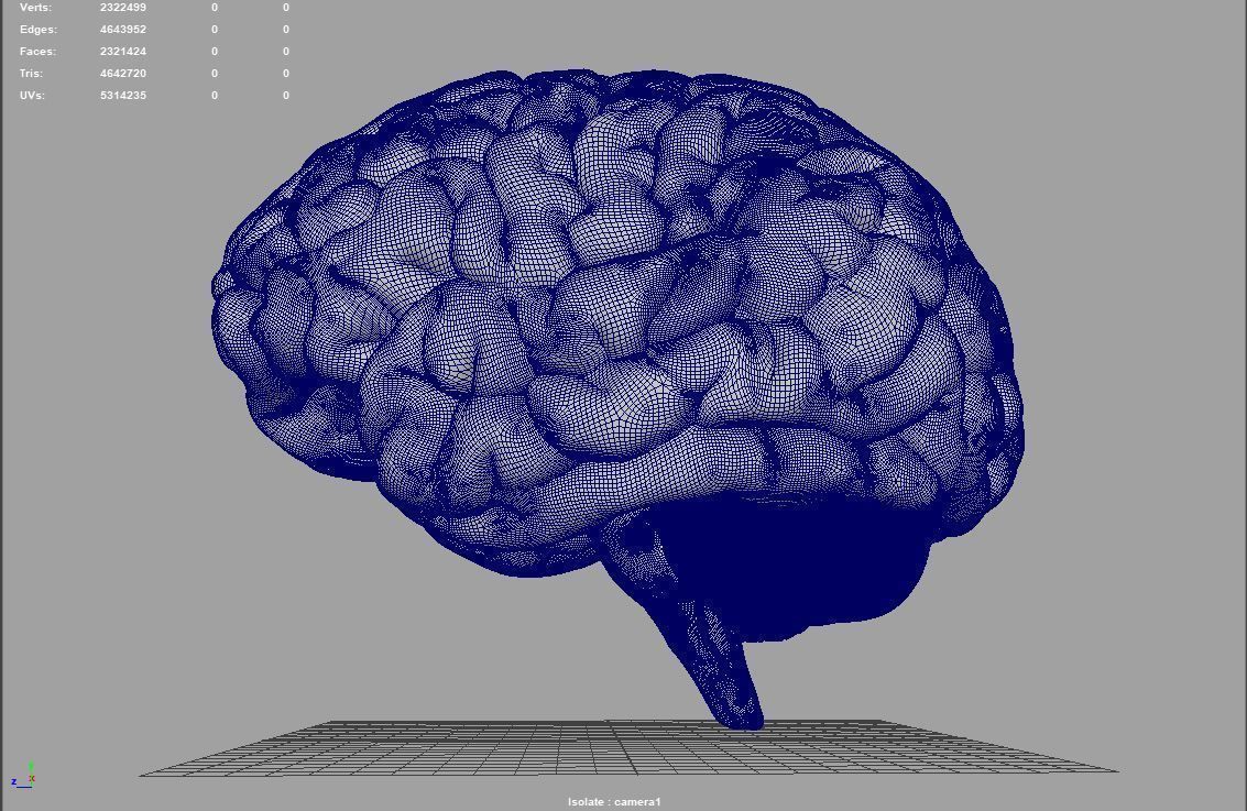 Brain human 3D model_12