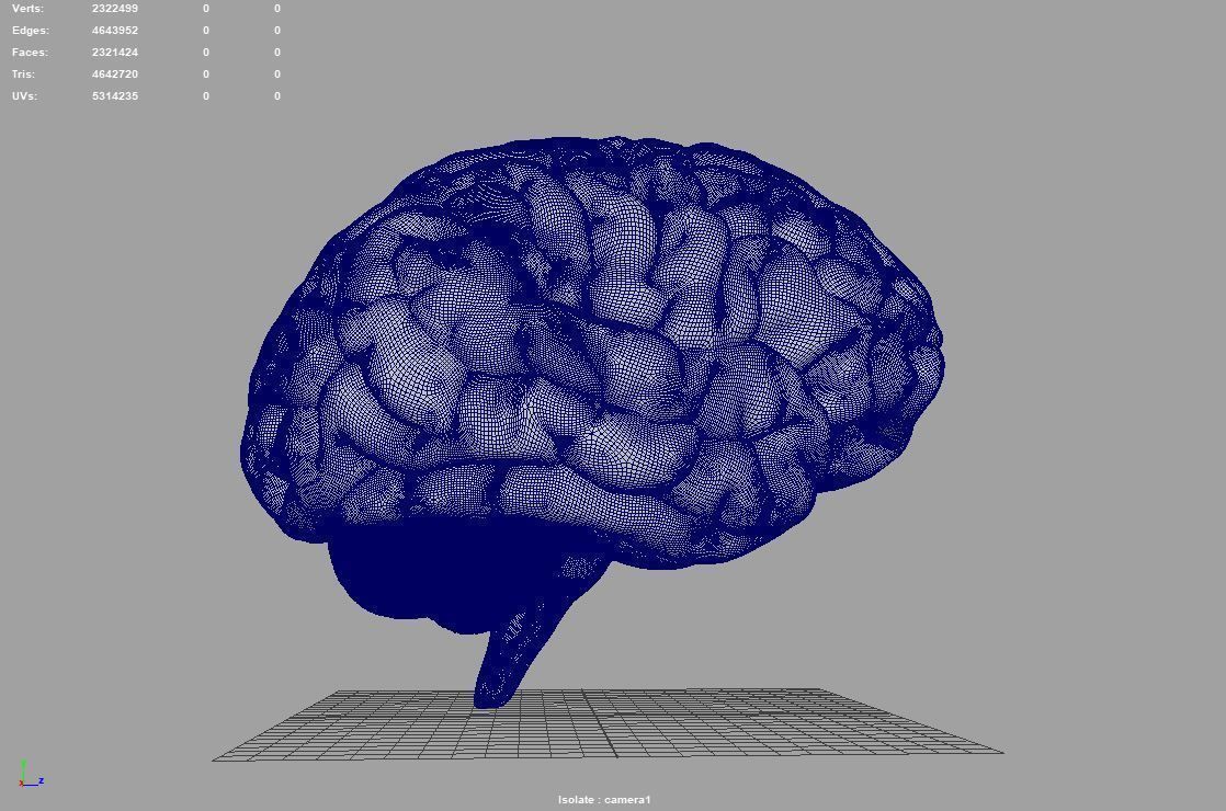 Brain human 3D model_13
