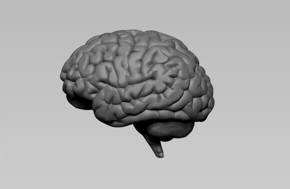 Brain human 3D model_6