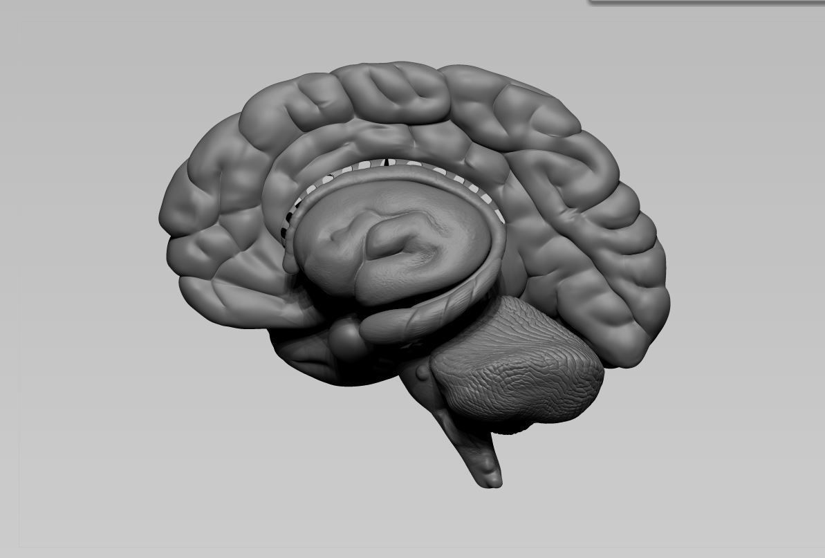 Brain human 3D model_7