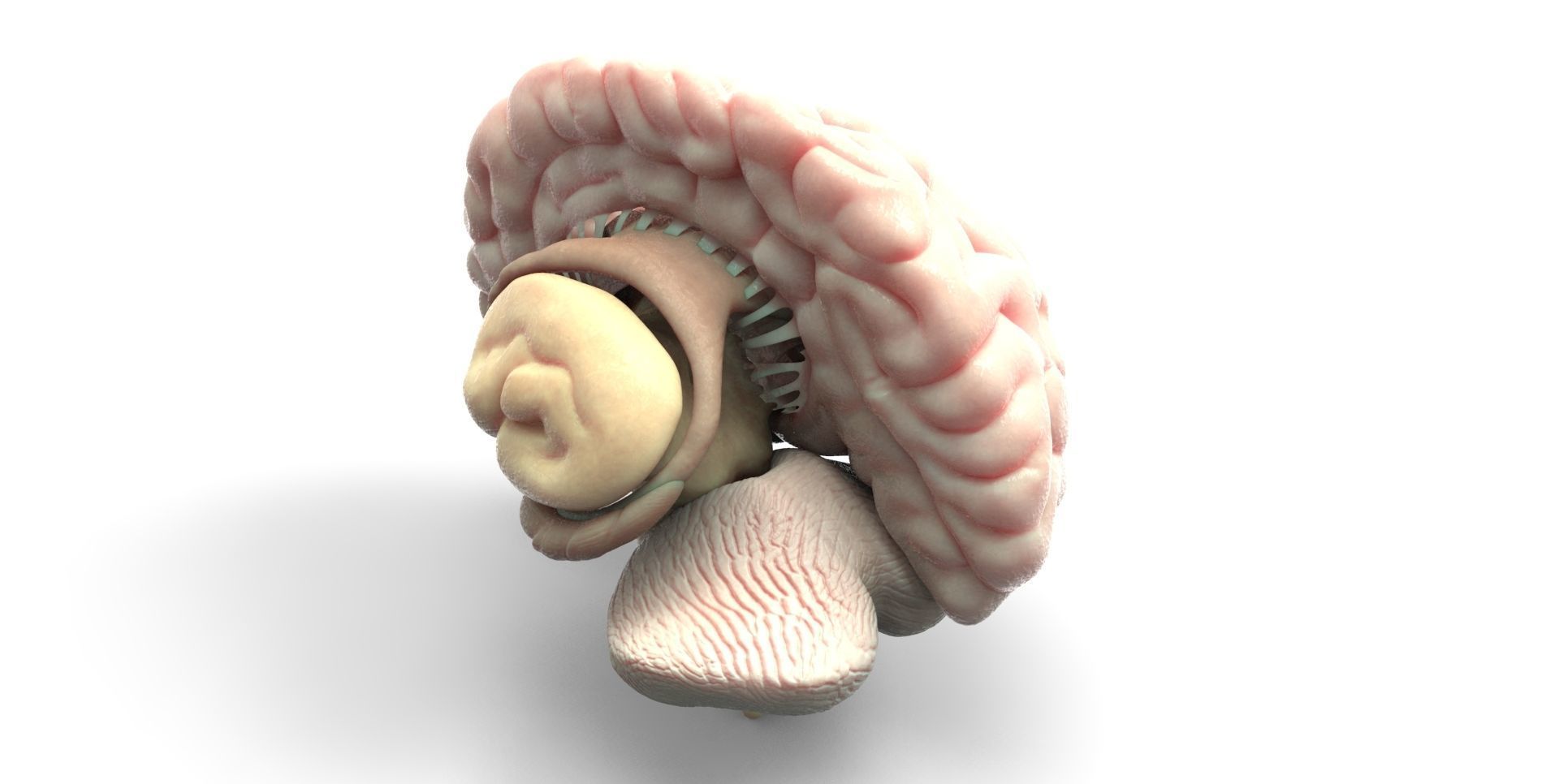 Brain human 3D model_4