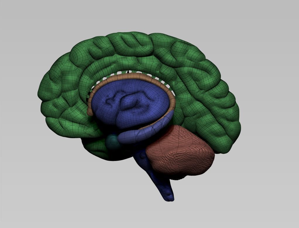 Brain human 3D model_9