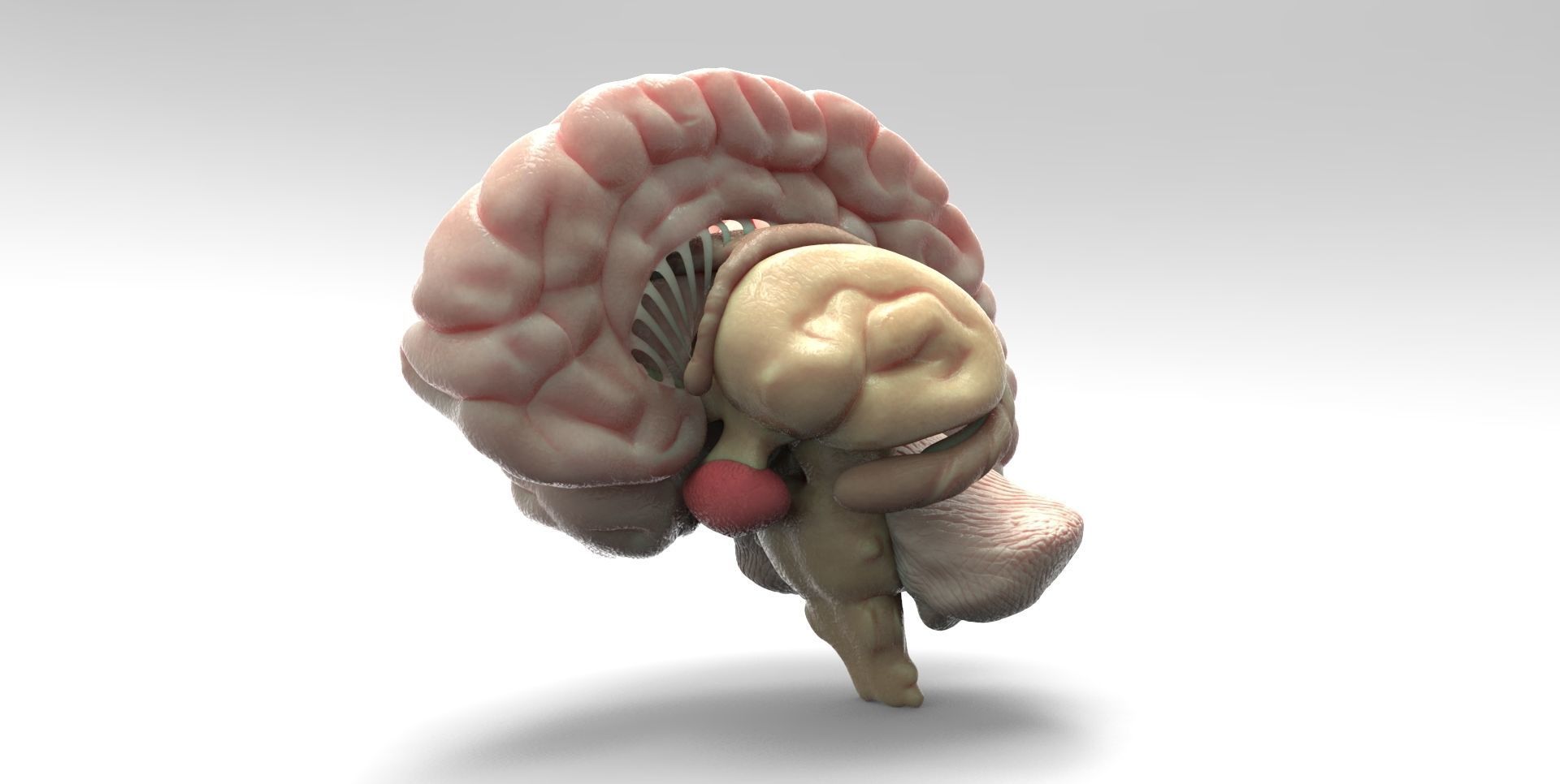 Brain human 3D model_5