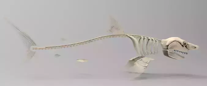 Great White Shark Skeleton 3D Model 
