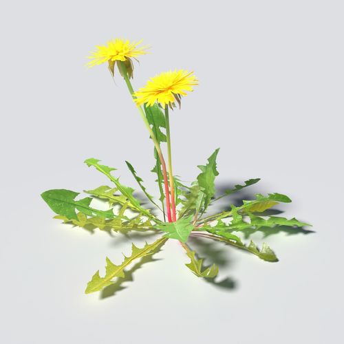 Dandelion Pack 3D model_2