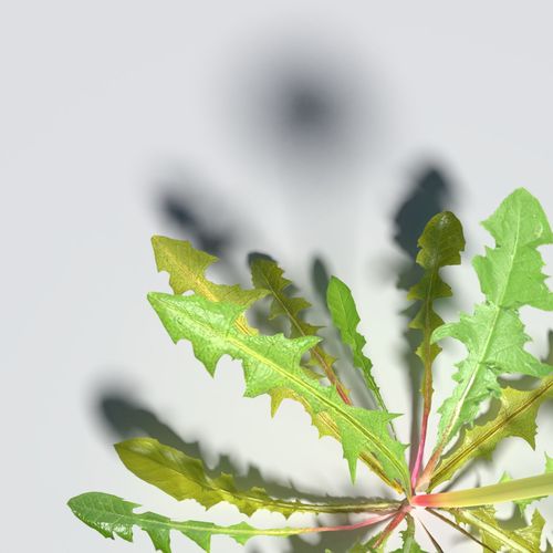 Dandelion Pack 3D model_7