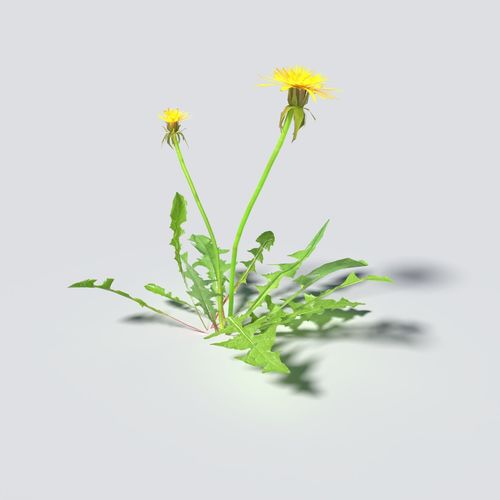 Dandelion Pack 3D model_3