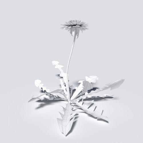 Dandelion Pack 3D model_9
