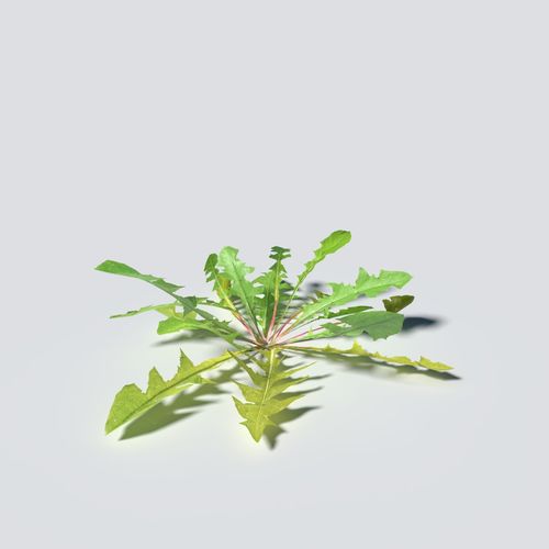 Dandelion Pack 3D model_5