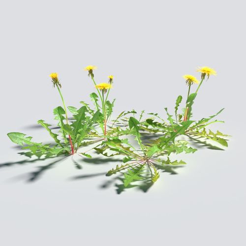 Dandelion Pack 3D model_1