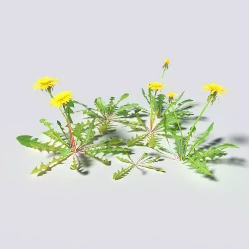 Dandelion Pack 3D model_0