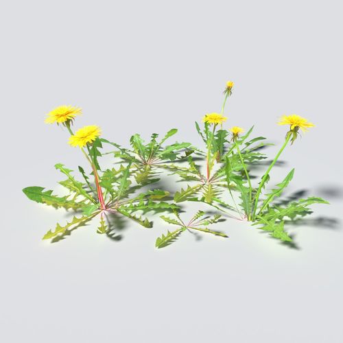 Dandelion Pack 3D model