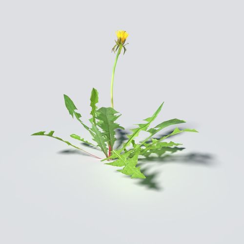 Dandelion Pack 3D model_4