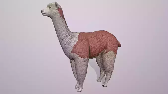 Alpaca llama Low-poly 3D model