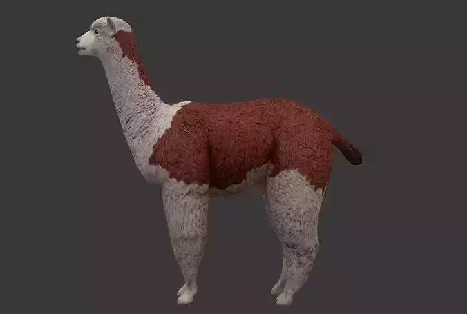 Alpaca llama Low-poly 3D model