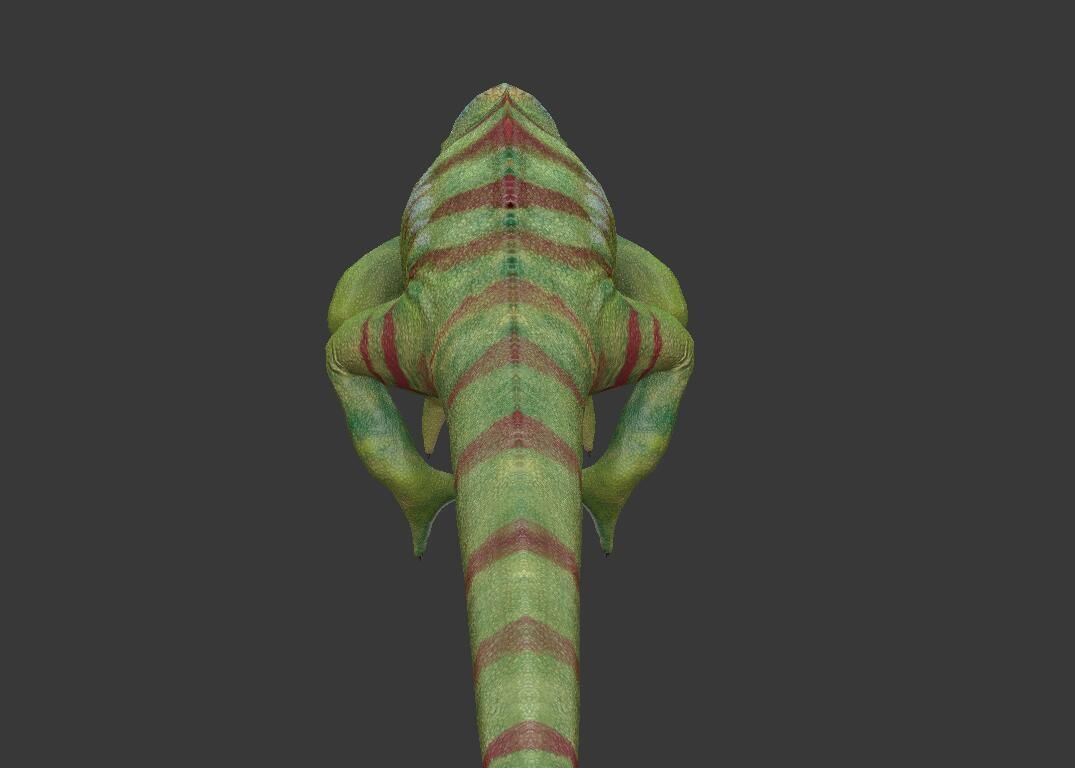 Chameleon Low-poly 3D model_5