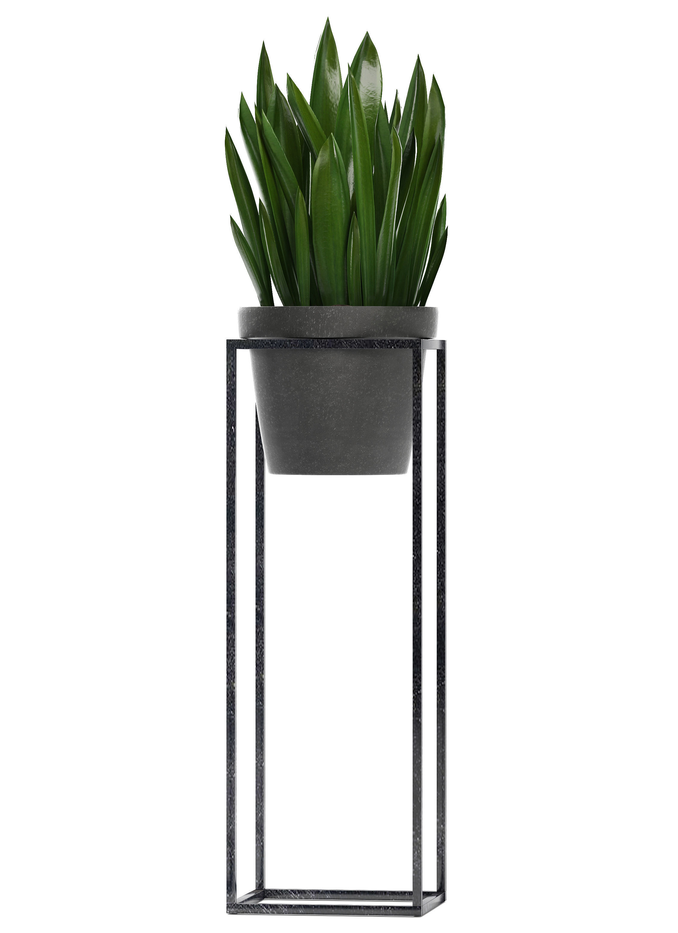  Collection Exotic plants 3D model_5