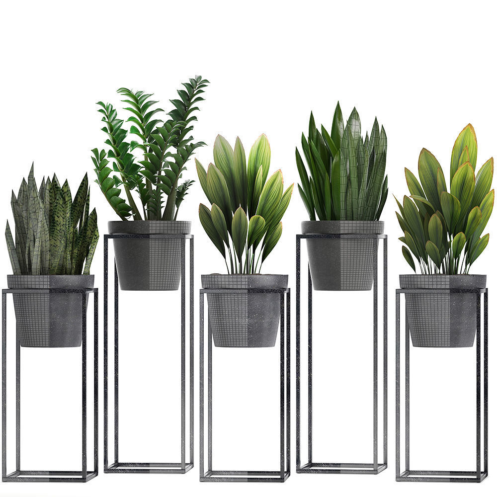  Collection Exotic plants 3D model_7