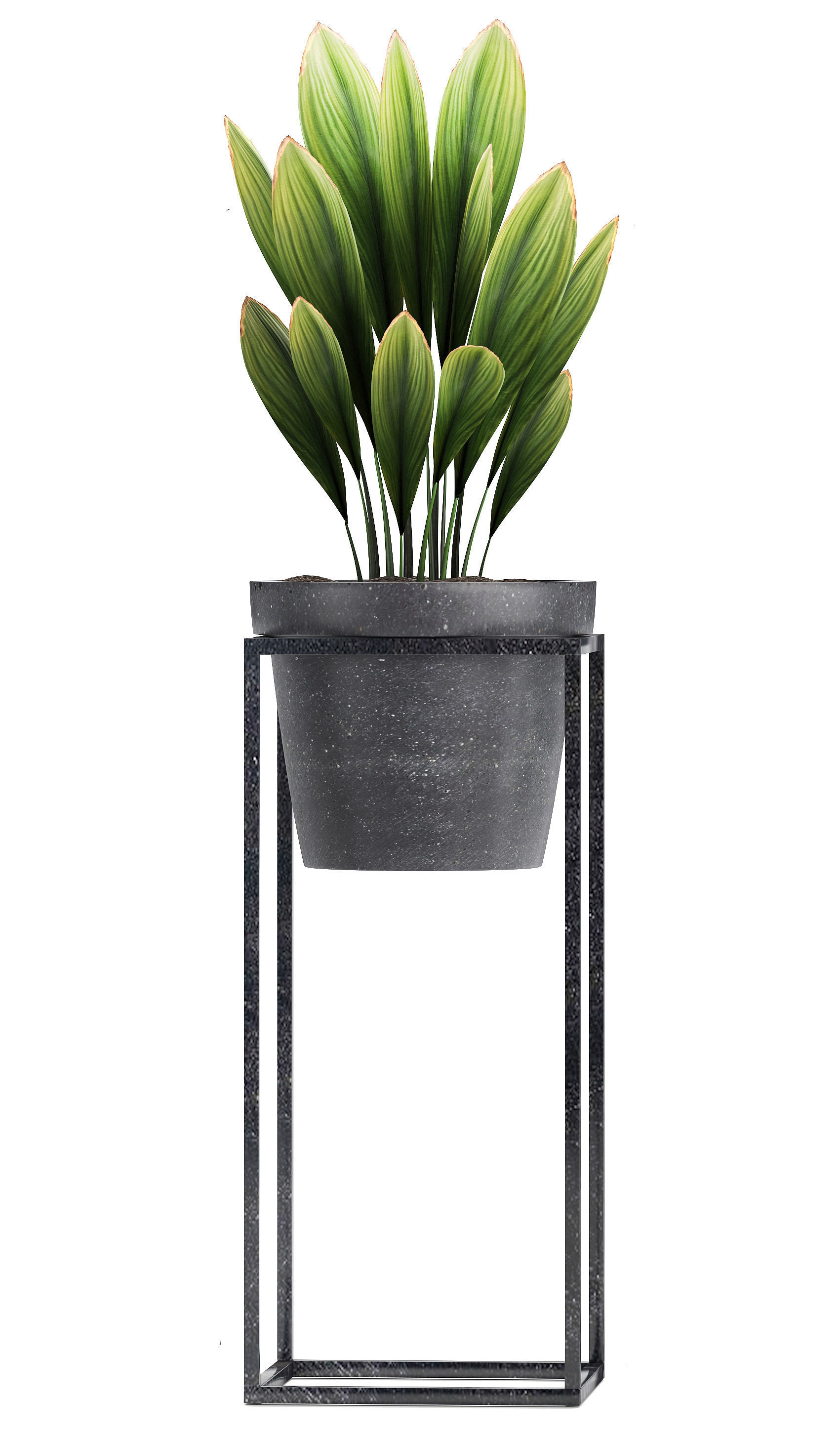  Collection Exotic plants 3D model_4