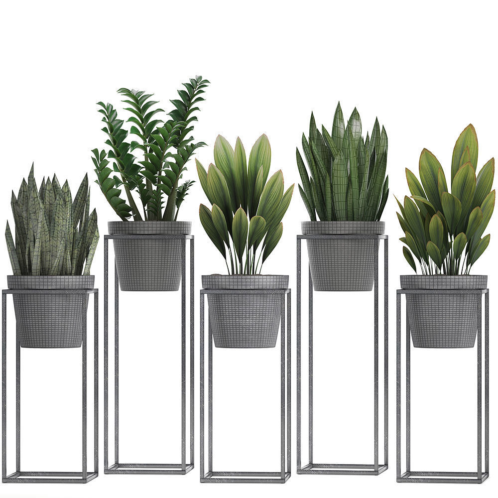  Collection Exotic plants 3D model_8