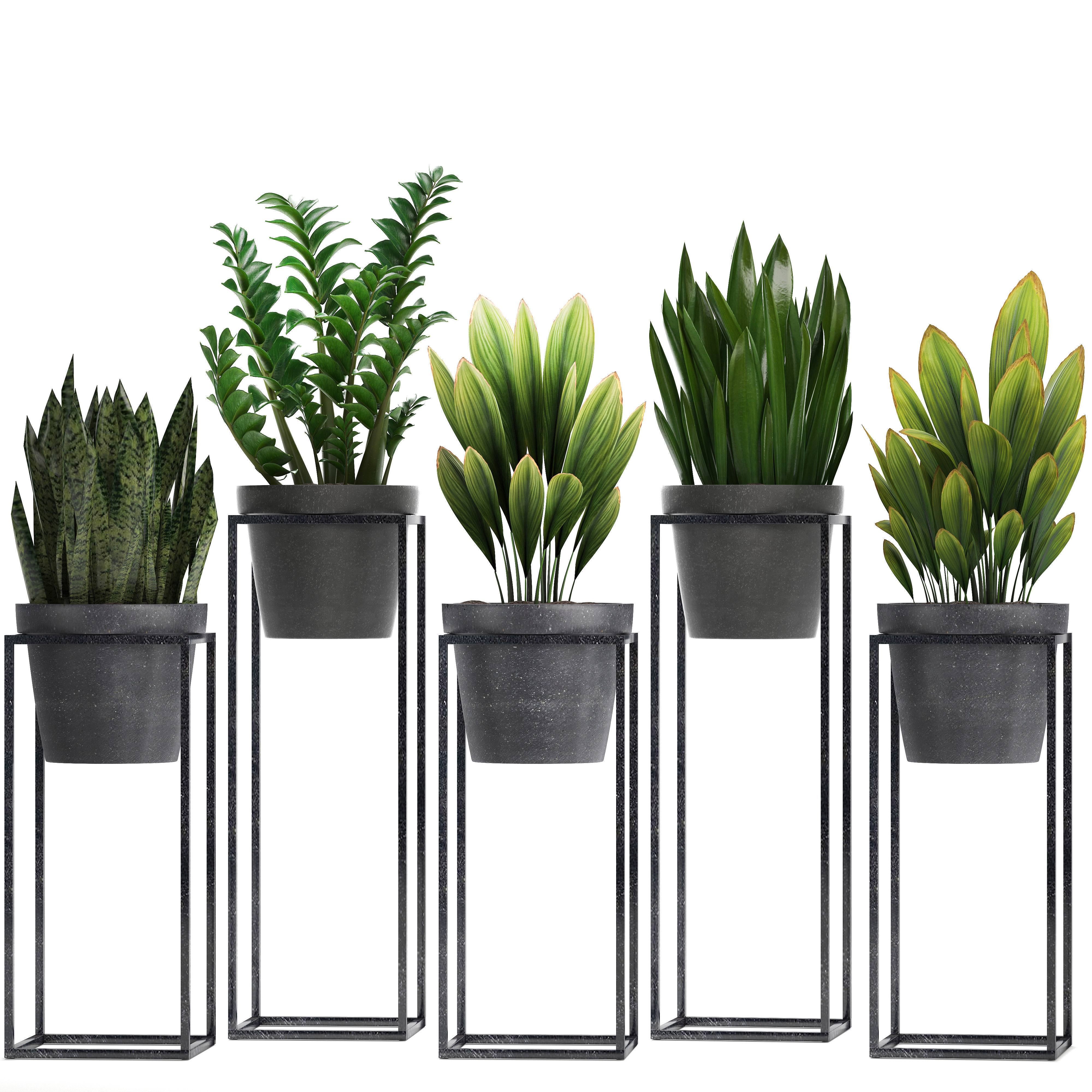  Collection Exotic plants 3D model_1