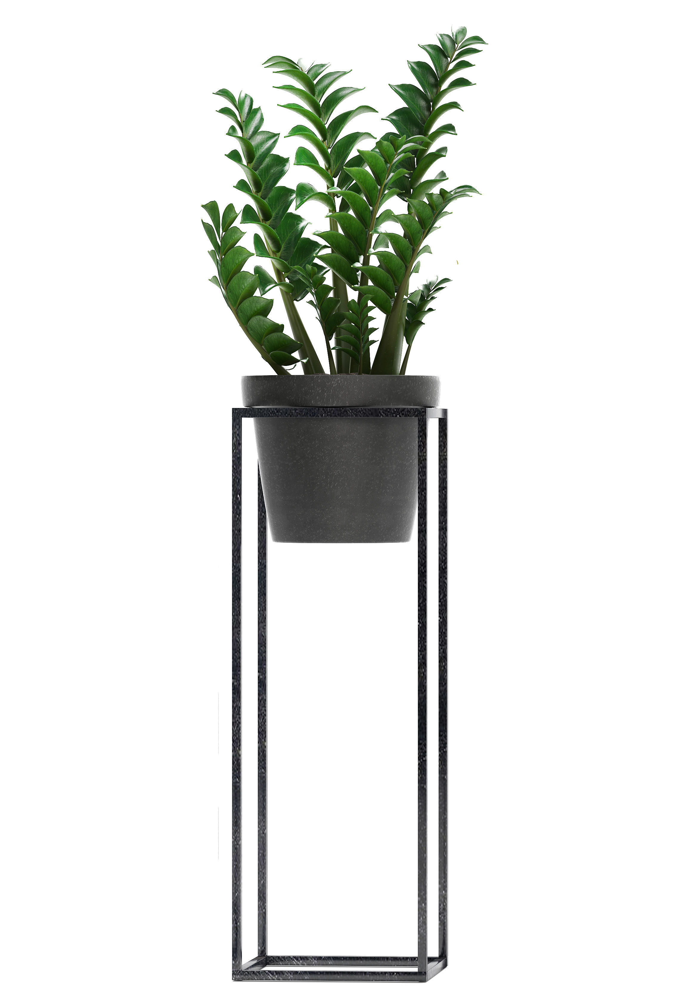  Collection Exotic plants 3D model_3