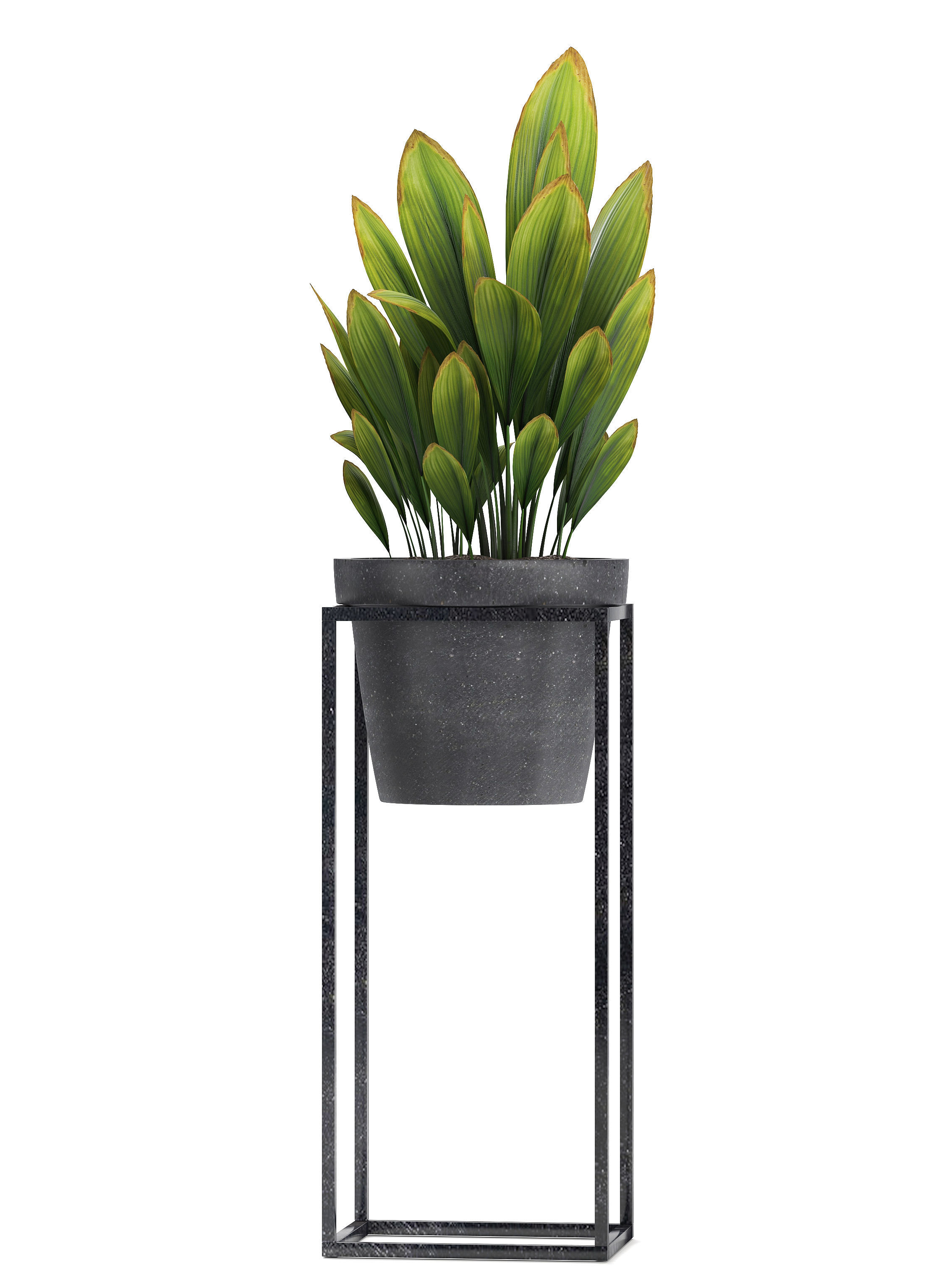  Collection Exotic plants 3D model_6