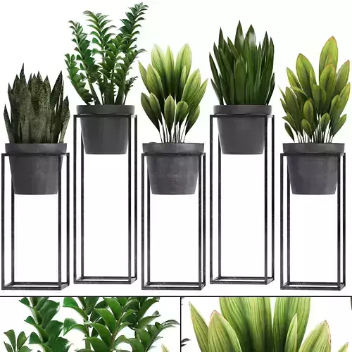  Collection Exotic plants 3D model