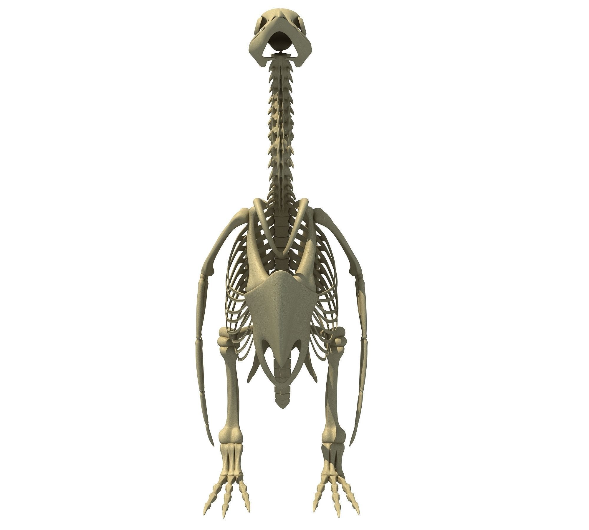 Animal Skeletons Collection _2