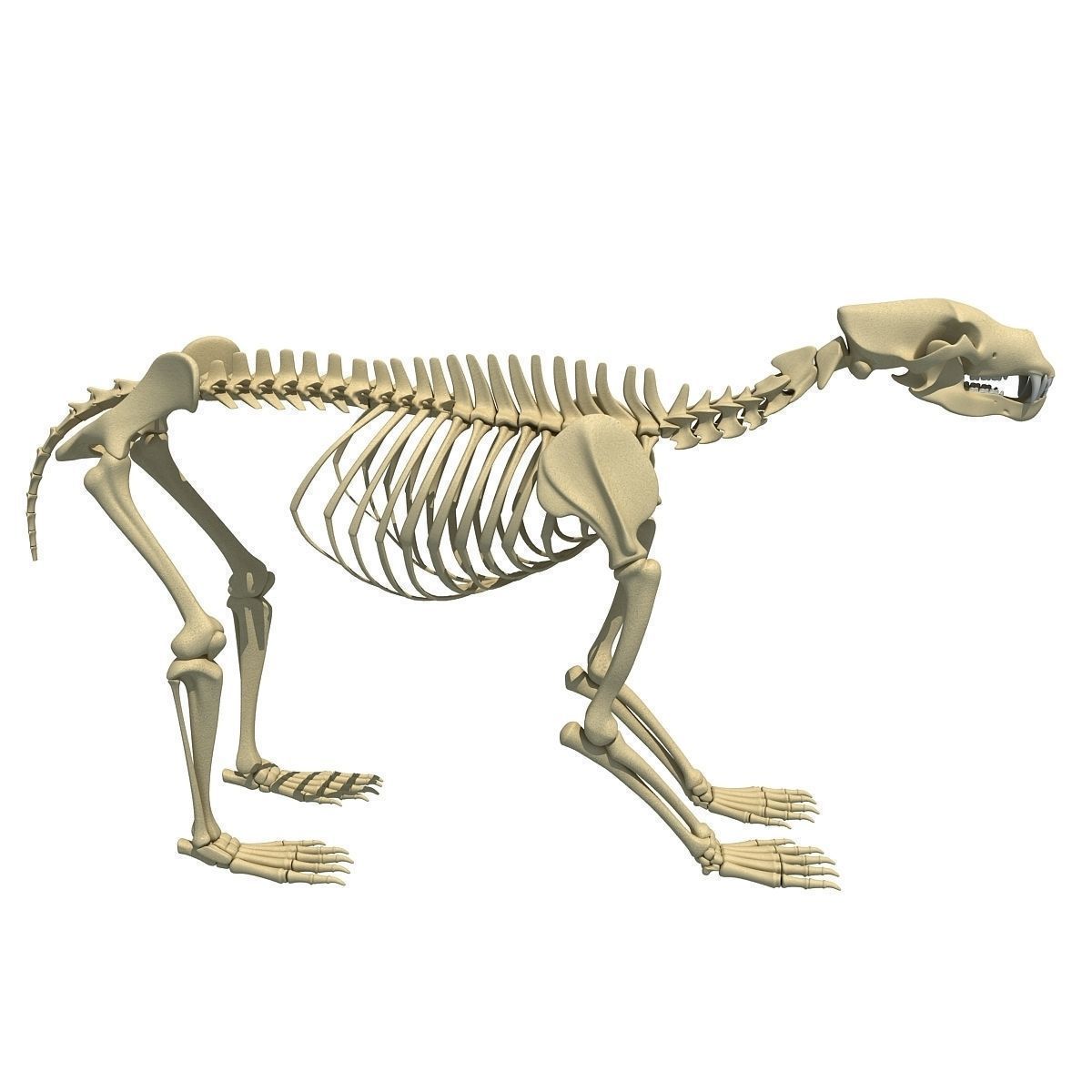 Animal Skeletons Collection _3