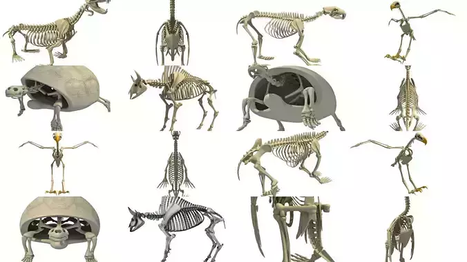 Animal Skeletons Collection 