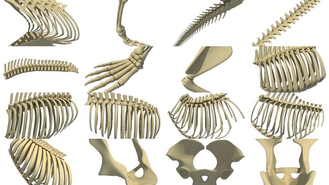 Animal Bones Collection 