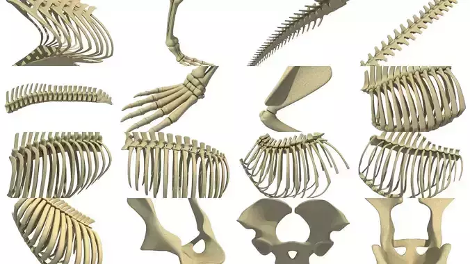 Animal Bones Collection 