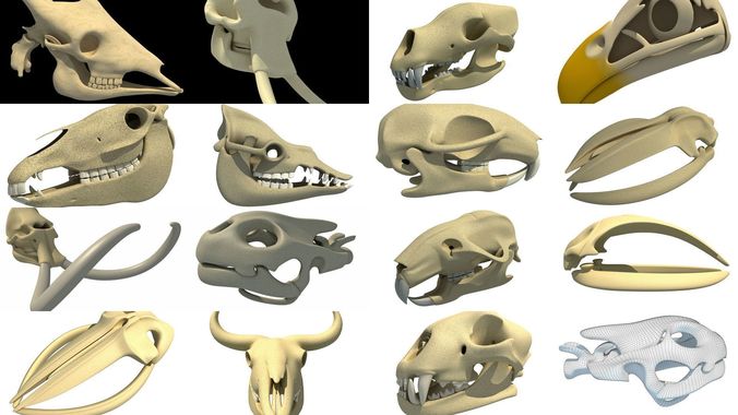 Animal Skull 3D Models Collection 