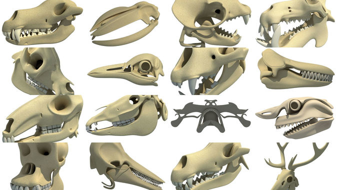 Animal Skulls 3D Models Collection 