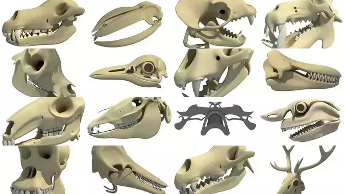 Animal Skulls 3D Models Collection 