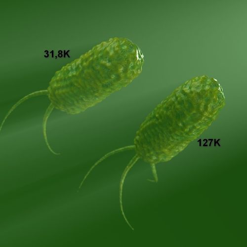 two animated models of bacteria 3D model